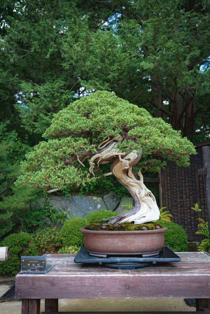 The Art of Bonsai: A Guide to Creating Beautiful Miniature Trees
