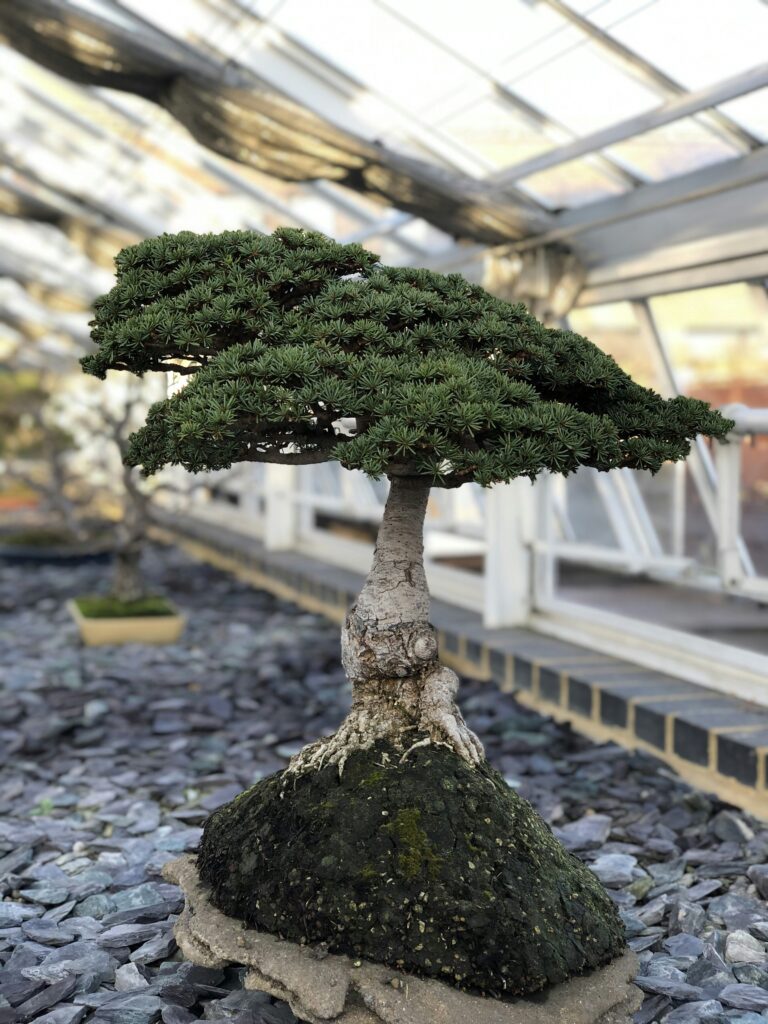 The Art of Bonsai: A Guide to Creating Beautiful Miniature Trees