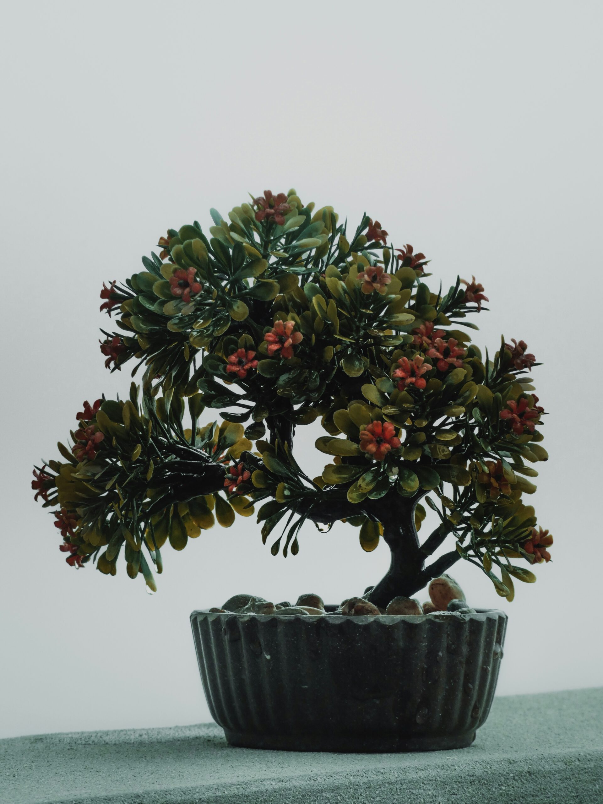 The Art of Bonsai: A Guide to Creating Beautiful Miniature Trees