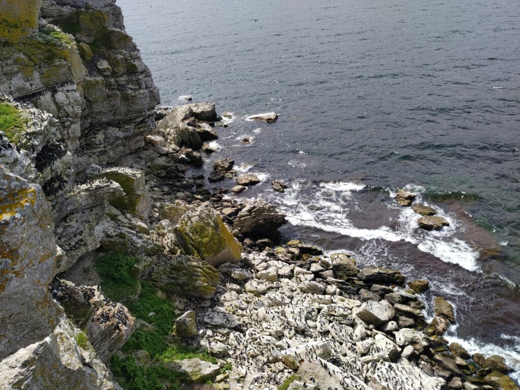 The Beauty of Aquascaping with Seiryu Stone